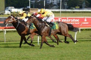 Rain-Affair-Missile-Stakes Exciting sprinter Rain Affair came out on top in his much-publicised first foray into stakes racing - Photo by Steve Hart