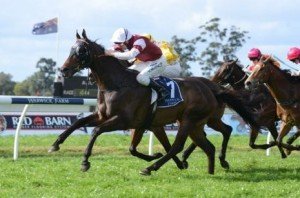Skytrain 200811 4140 Skytrain rediscovered his confidence to score his first black-type win in Saturday's Listed Show County Quality - Photo by Steve Hart