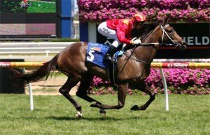 Typhoon-Tracy-Memsie-Stakes Typhoon Tracy - sportpix.com.au