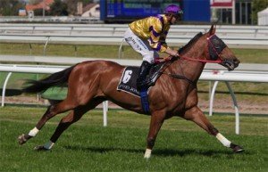 Luen Yat Forever - sportpix.com.au