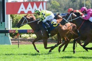 Joe Pride has no doubts the four-year-old will get over a distance and has touted him as a potential Doncaster Mile (1600m) contender
