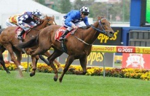 Whobegotyou wont be aimed at the Australia Cup - Photo by Steve Hart