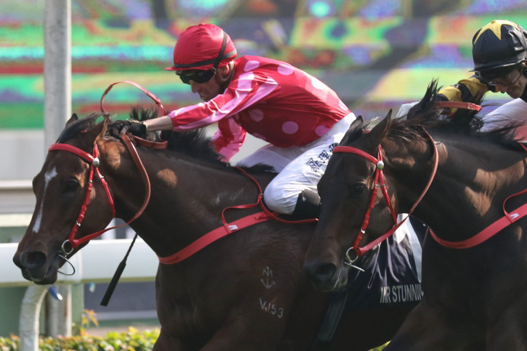Mr Stunning | Just Horse Racing