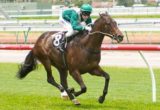 Samaready winning the Spotless Plate at Flemington - photo by Race Horse Photos Australia
