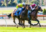 Prince Harada winning the Alternate Railway Handicap at Moonee Valley - photo by Race Horse Photos Australia