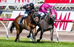 Red Tracer winning the The Myer Classic at Flemington ridden by Nash Rawiller and trained by Chris Waller - (photo by Steven Dowden/Race Horse Photos Australia)