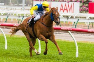 Sistine Demon winning the Skipton Handicap at Flemington ridden by Brad Rawiller and trained by Andrew Noblet - (photo by Steven Dowden/Race Horse Photos Australia)