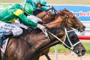 MELBOURNE, AUSTRALIA - 12/02/2014: Instrumentalist winning the Sportingbet Mornington Cup at Mornington ridden by Craig Newitt and trained by Chris Waller - (photo by Steven Dowden/Race Horse Photos Australia)
