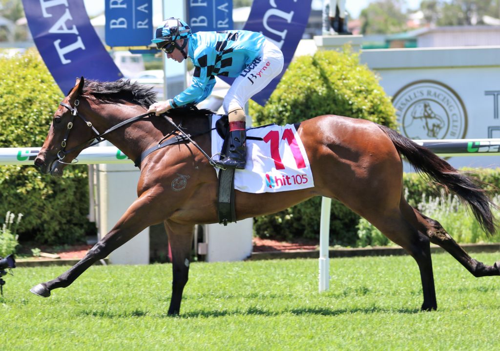 Vincere Volare | Just Horse Racing