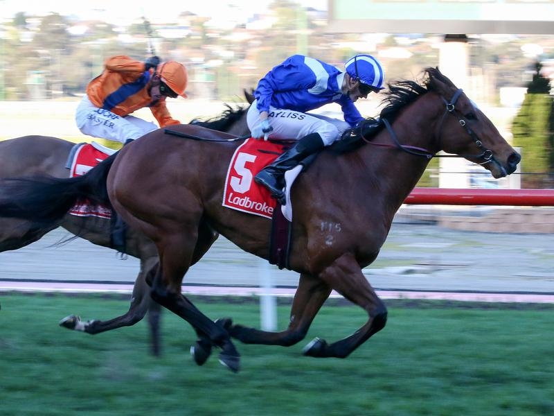Gallops Faatinah | Just Horse Racing