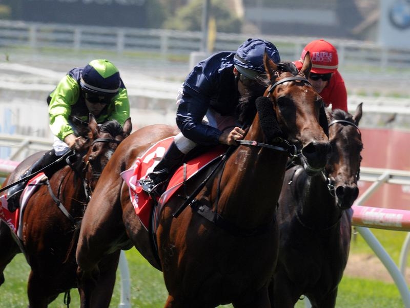 Gallops Karaka | Just Horse Racing
