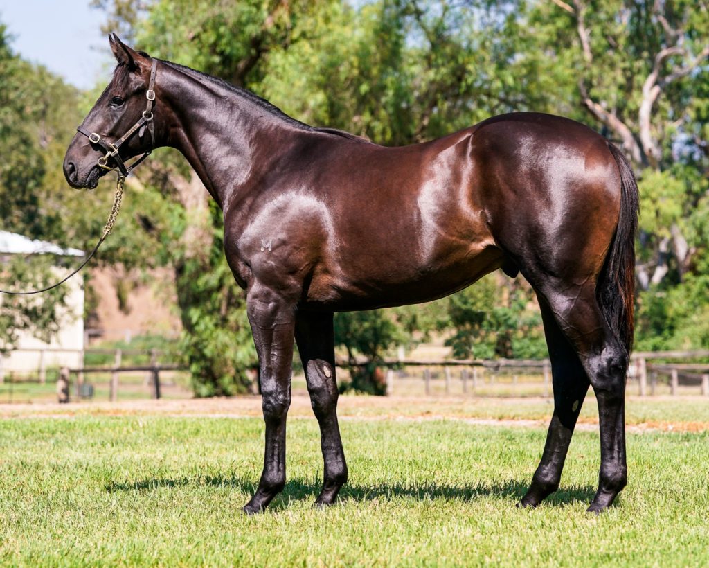 Brazen Beau colt inglis | Just Horse Racing
