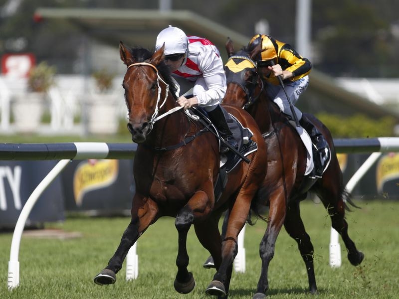 Gallops Graff | Just Horse Racing