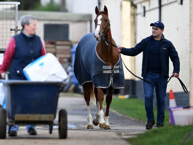 Gallops UK Flu | Just Horse Racing