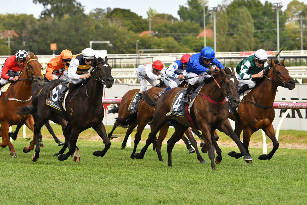 Avilius | Just Horse Racing