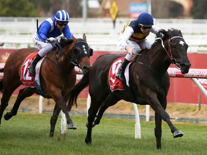 Australian Cup Preview | Just Horse Racing