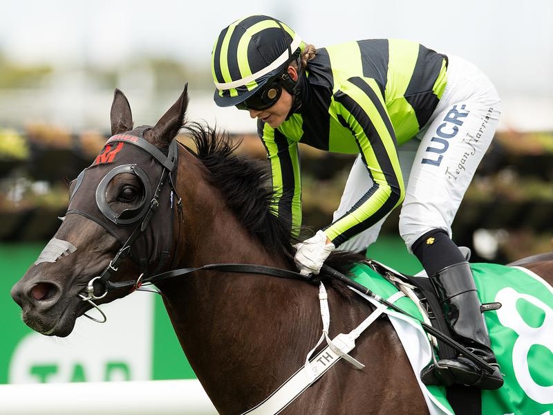 Gallops Goldmarket | Just Horse Racing