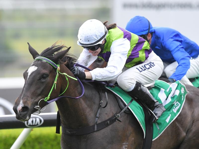 Gold Coast Cleary | Just Horse Racing
