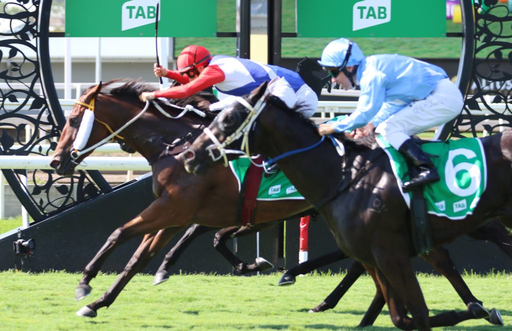 Mishani Hustler (3) | Just Horse Racing