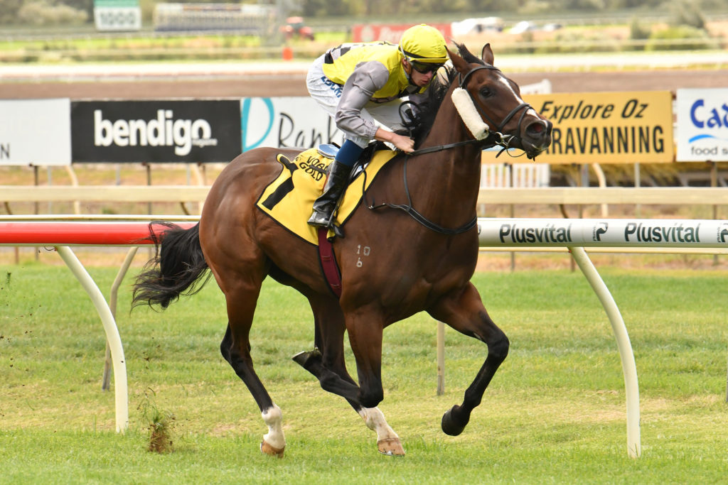 Prince Of Sussex | Just Horse Racing