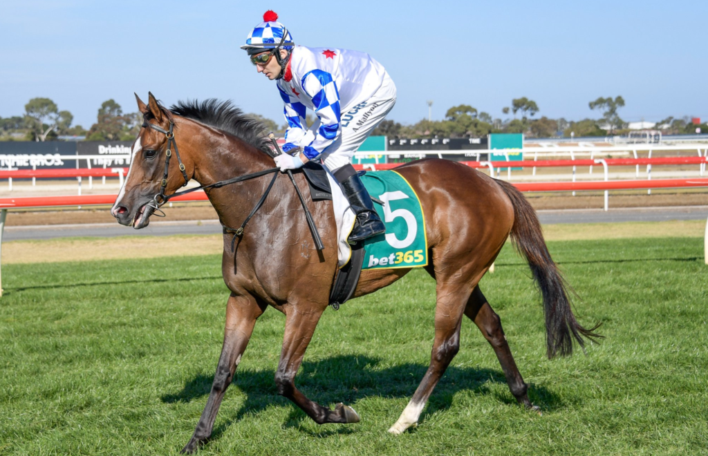 Divanation | Just Horse Racing