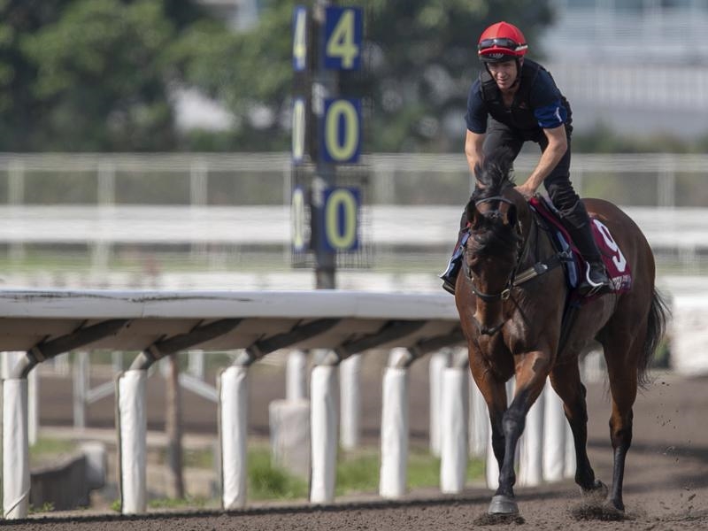 Gallops Viddora | Just Horse Racing