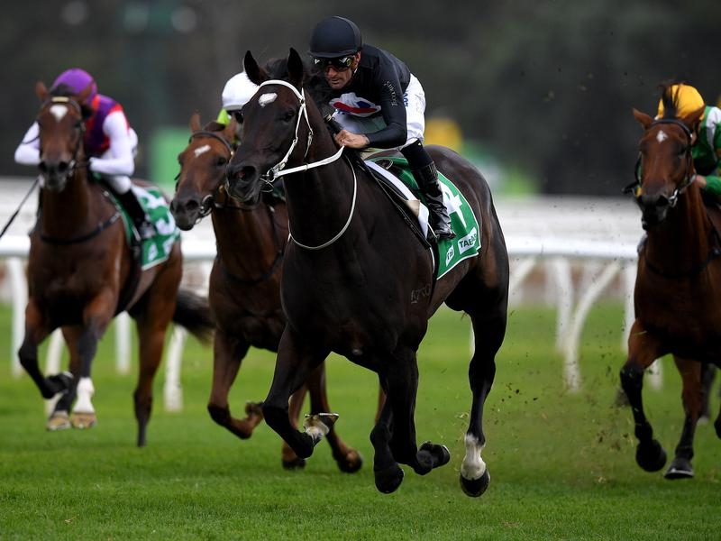 Randwick Fasika | Just Horse Racing