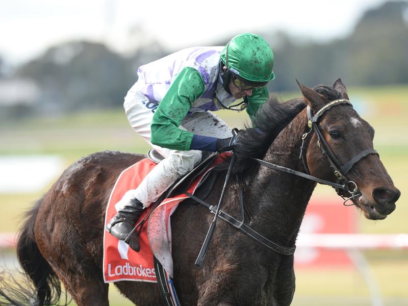 Gallops Cully | Just Horse Racing
