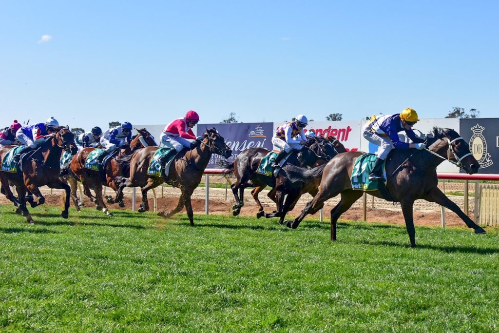 Savvy Oak | Just Horse Racing