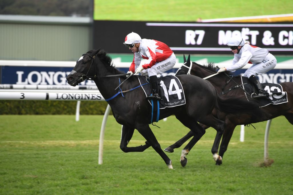 Commander 220619 8094 | Just Horse Racing