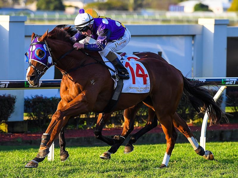 Gallops Shogun Sun | Just Horse Racing