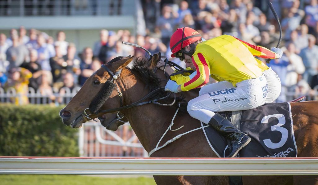 Rebel King | Just Horse Racing