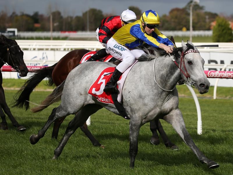 Sunshine Coast Preview | Just Horse Racing