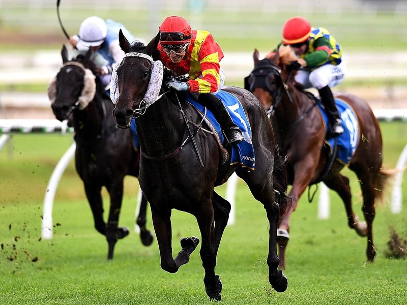 Doomben Plumaro | Just Horse Racing