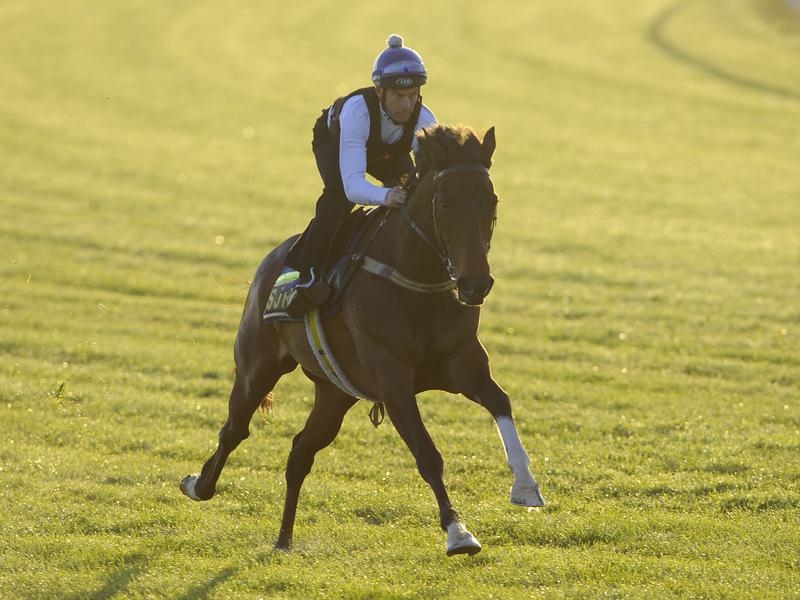 Gallops King | Just Horse Racing