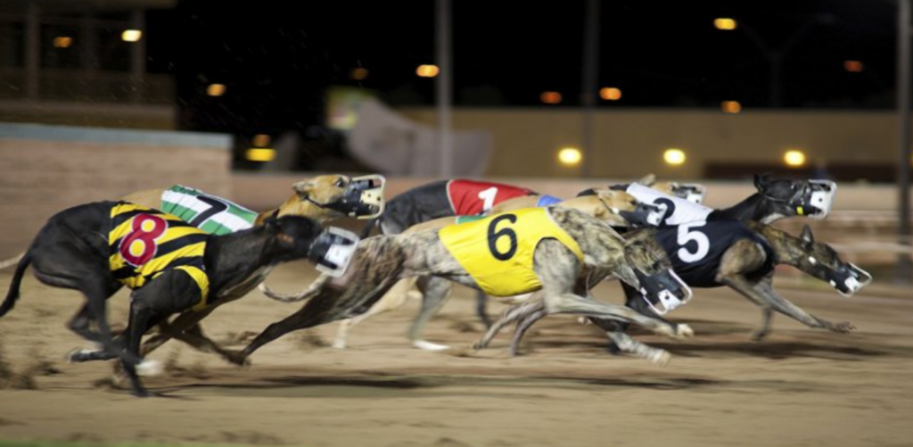 Greyhound Racing | Just Horse Racing