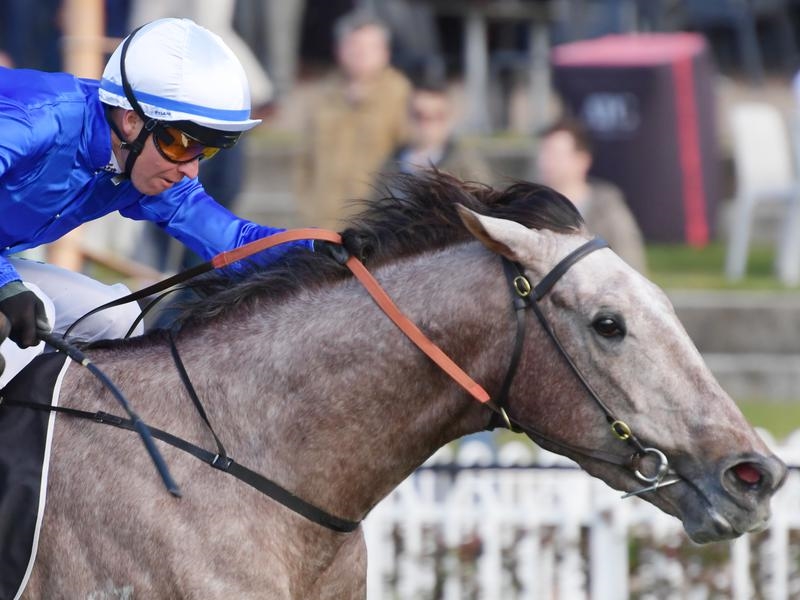 Rosehill Subedar | Just Horse Racing
