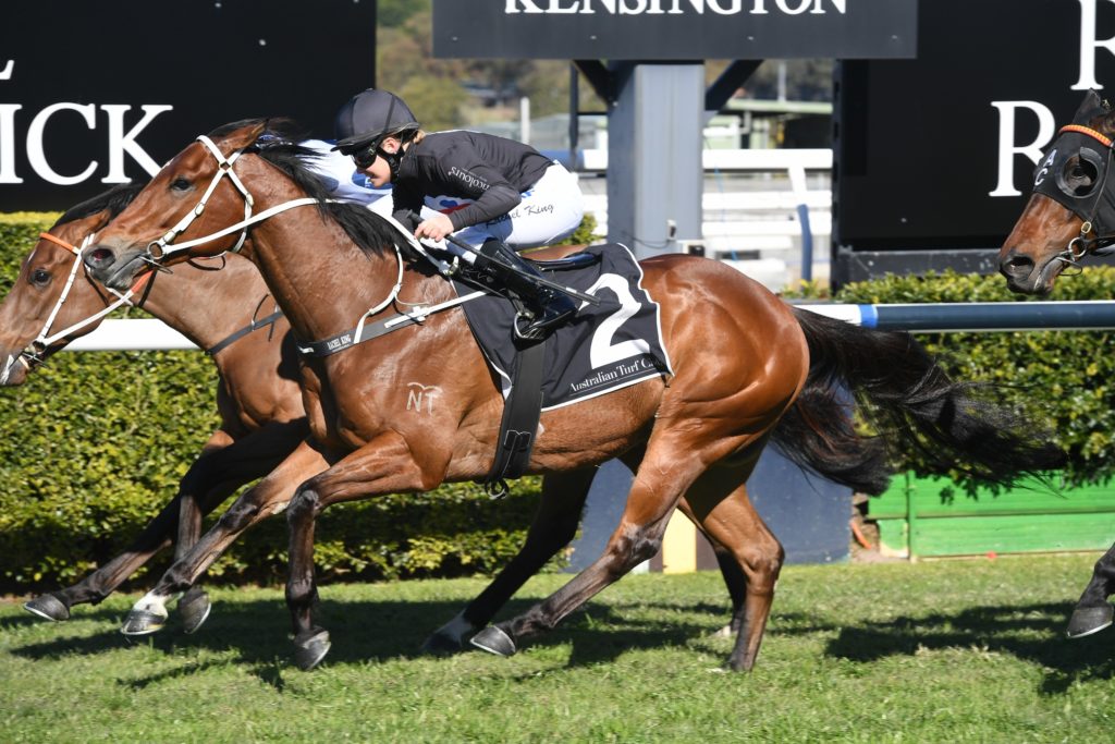 Royal Witness 170819 7783 | Just Horse Racing