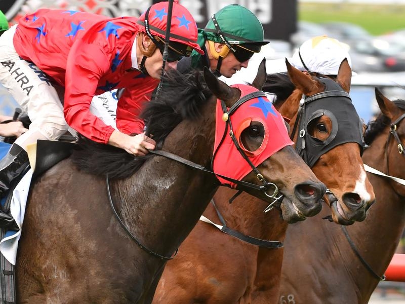 Valley Bowler | Just Horse Racing