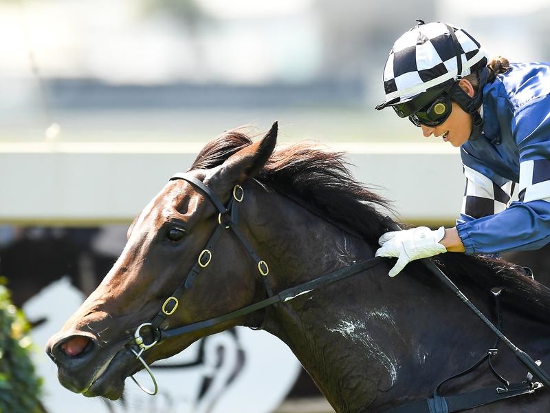 Doomben Harrison | Just Horse Racing