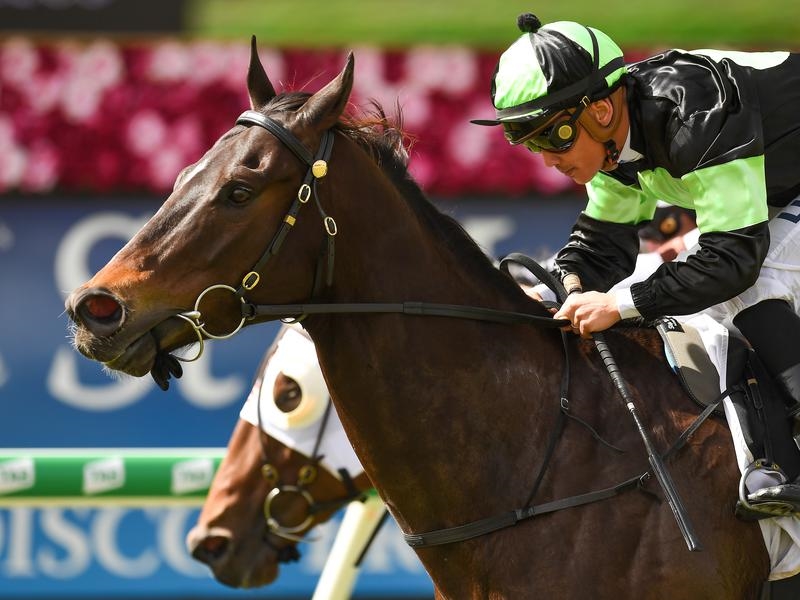 Eagle Farm Scallopini | Just Horse Racing