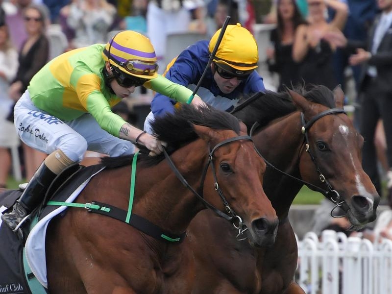 Rosehill Drill | Just Horse Racing