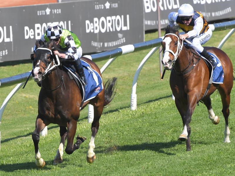 Rosehill Shannon | Just Horse Racing
