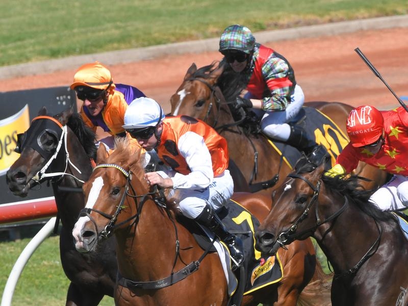 Rosehill Standout | Just Horse Racing