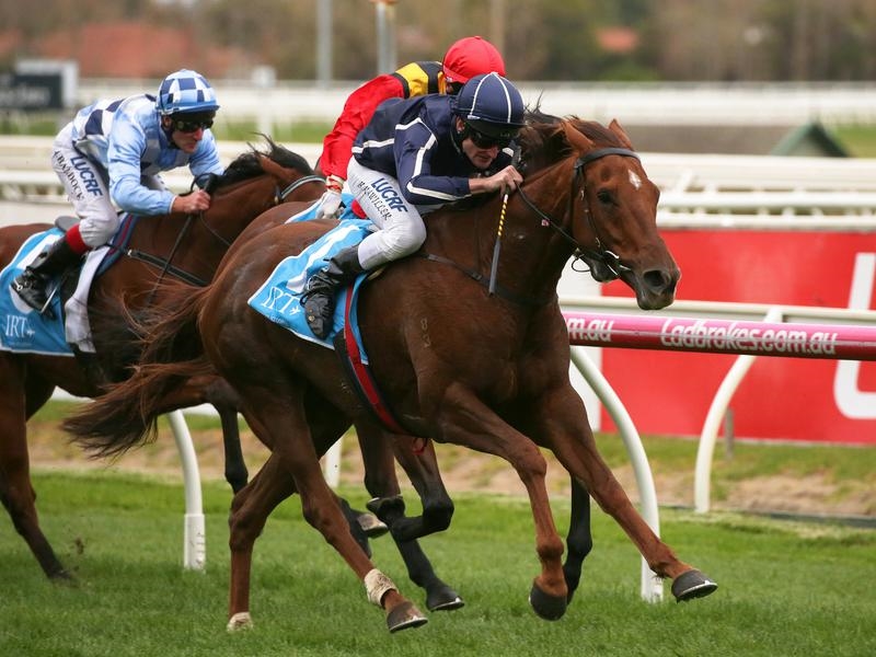 Valley Widgee | Just Horse Racing