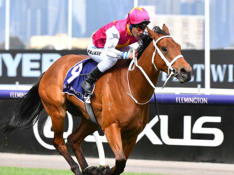 Flemington Blazer | Just Horse Racing