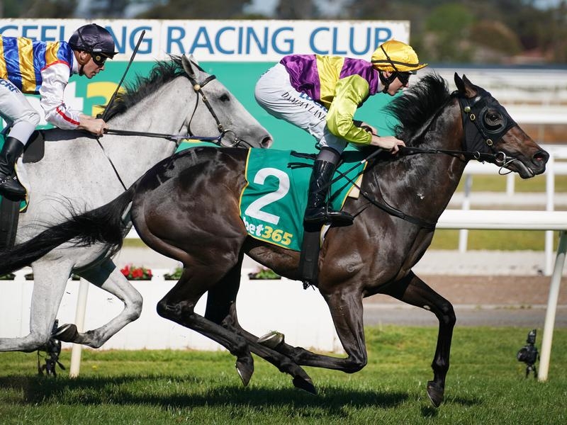 Geelong Classic | Just Horse Racing