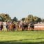 Kalgoorlie Races | Just Horse Racing