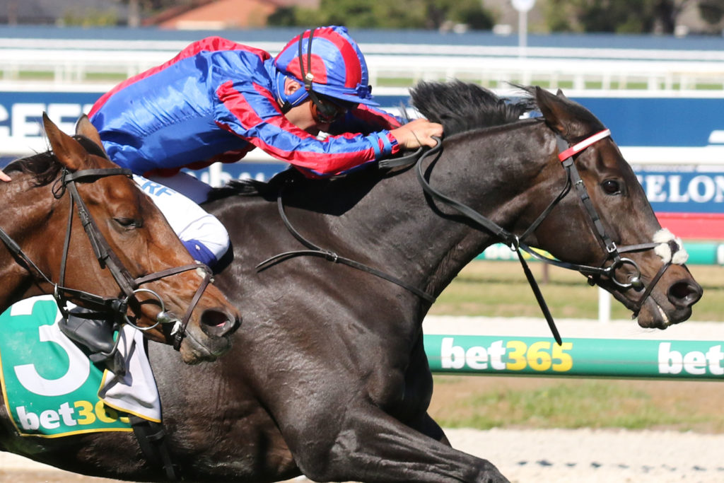Prince Of Arran,Geelong Cup,Group 3_23-10-2019_WIN_Geelong_7__2879 | Just Horse Racing