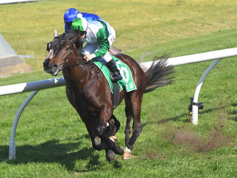 Spring Champion Preview | Just Horse Racing